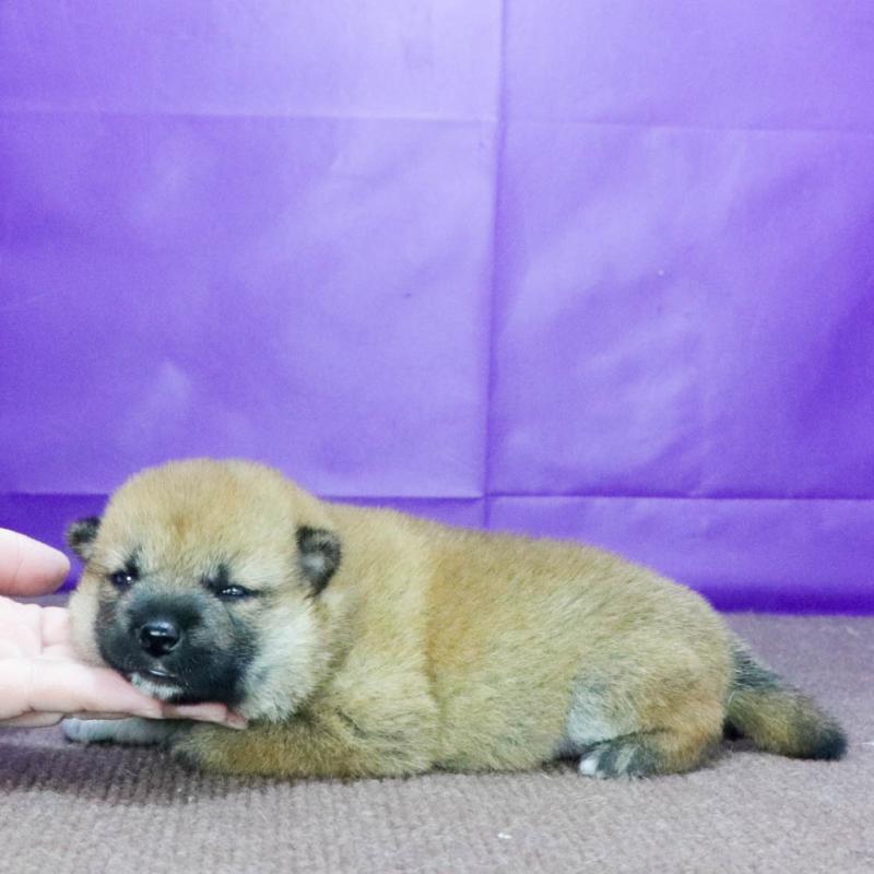 販売中の愛知県の柴犬-400969の2枚目